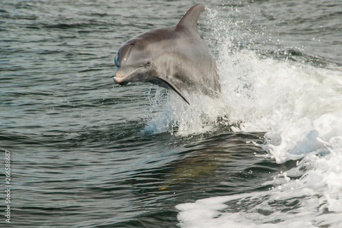 Dolphin Surfing the Wake in Gulf of Mexico