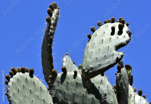 cactus photo