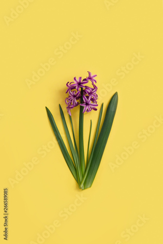 Flowers on yellow color background. Minimal art design photo