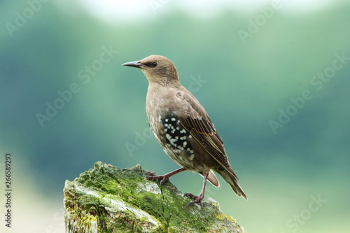 Juvenile Starling Perched On Wood Stump