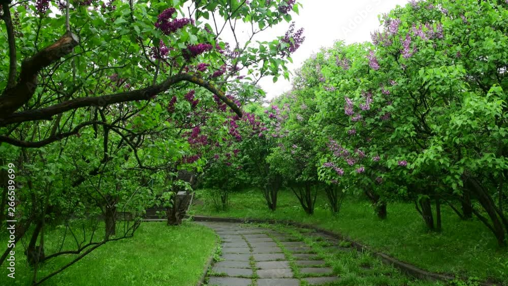 Lilac garden trees under the rain nature spring water 4k video