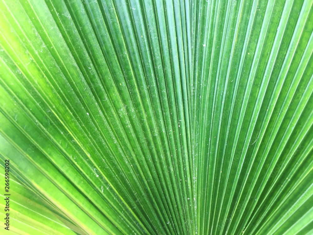 Leaves background,Used for making a website or background Leaves background,Used for making a website or background