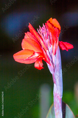 big red flower bud on a green and dark blue blurred background - Canna indica