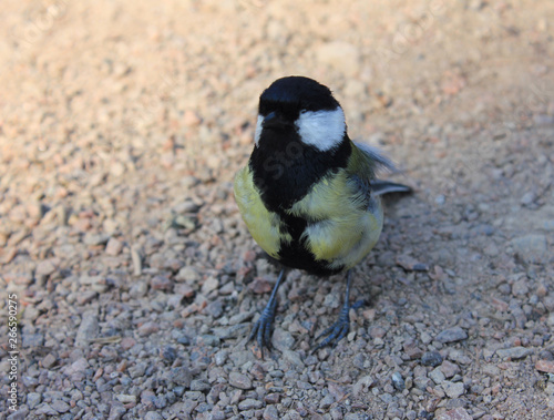 The great tit passerine bird with eyes closed in nature sitting on sandy ground 