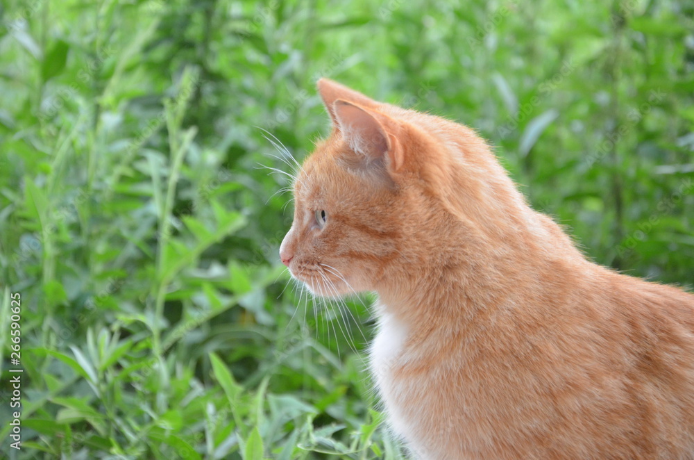 Adorable red cat against the background of green foliage outside in the garden.