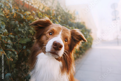 Cute smart dog sit near green bush on city street