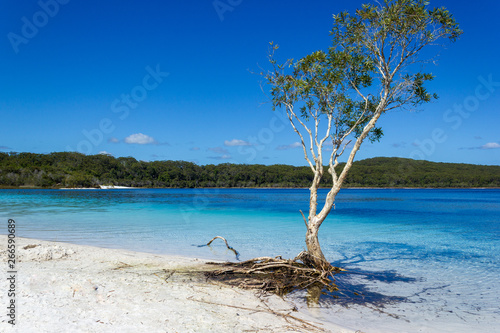 Lake Mackenzie on Fraser Island off the Sunshine of Queensland is a beautiful freshwater lake popular with tourists who visit Fraser Island. Queensland, Australia