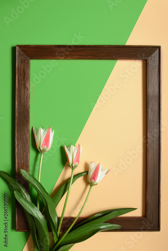 spring tulip flowers with frame on green and beige color background. Minimal art design photo