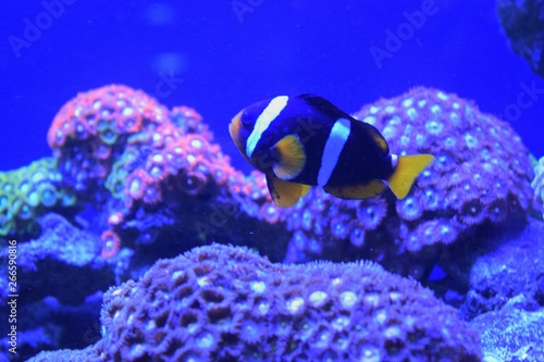 Aquarium fish Black and white fish clown (Amphiprion ocellaris)