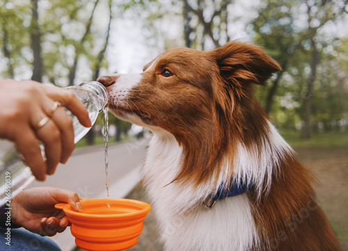 Dog drink water from a bottle on street