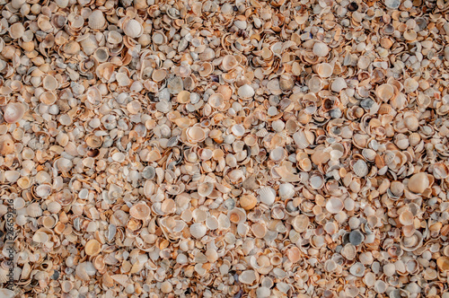 Canvastavla A lot of seashells lying in disorder on the beach of Azov sea.
