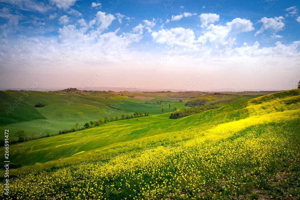 Obraz premium Landscape in spring.