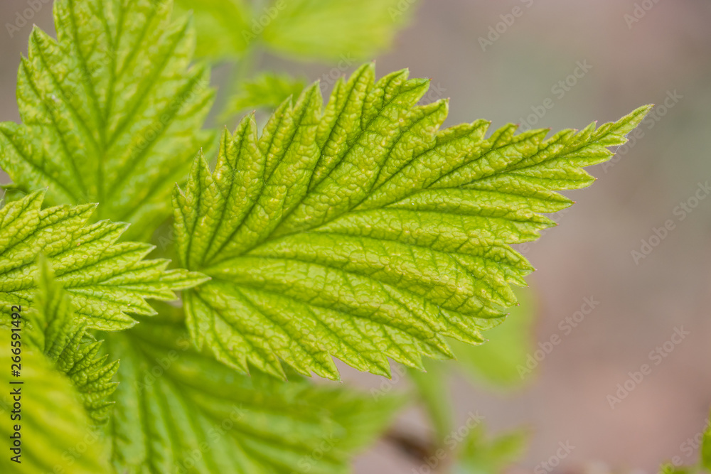 Primo piano di una foglia verde Primo piano di una foglia verde