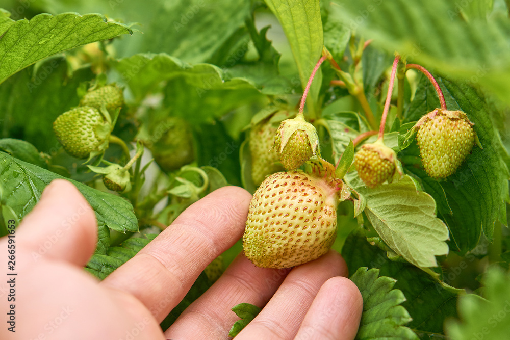 Hand holding a green strawberry in the garden in the summer Hand holding a green strawberry in the garden in the summer