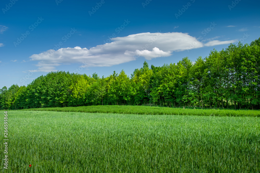 Fototapeta premium Green field with cereal, forest and cloud on blue sky