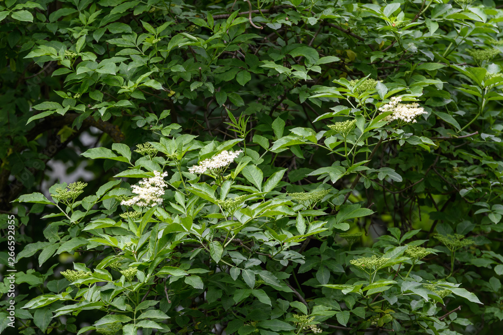 White flowers and green leaves of Sambucus tree, known as elder or elderberry, view from below White flowers and green leaves of Sambucus tree, known as elder or elderberry, view from below