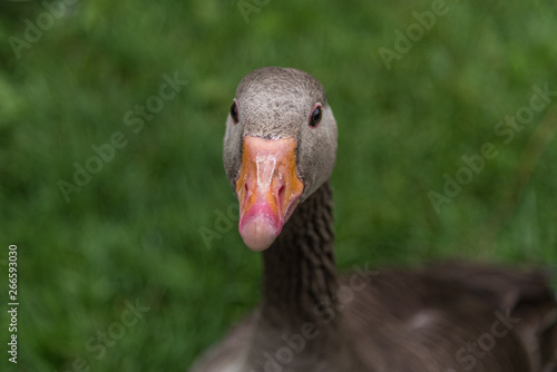 Grey goose looking at camera.