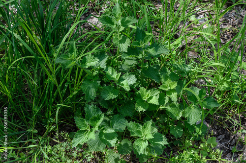 Bush of Lamium album commonly known as white nettle or white dead-nettle in a spring garden