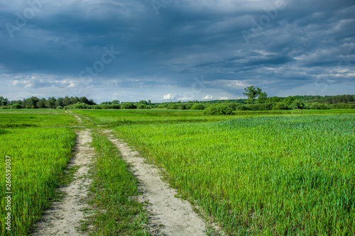 Road through green field with grain, trees on horizon and dark clouds on blue sky © darekb22