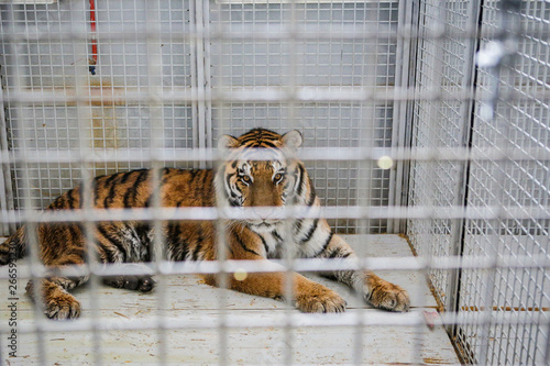 Wild Siberian tiger kept in cage inside a circus menagerie - animal abuse