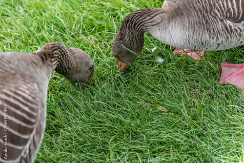 Greylag geese eating the grass.