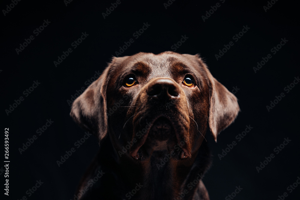 Portrait of a black Labrador