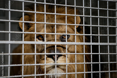Photography Wild male lion kept in cage inside a circus menagerie - animal abuse