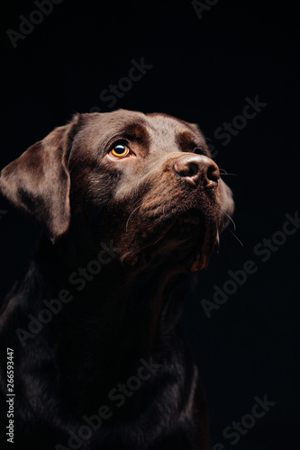 Black dog © bernardbodo