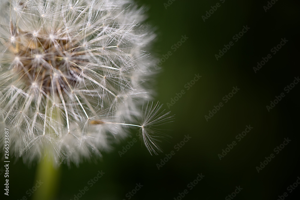 Fototapeta premium Mniszek lekarski