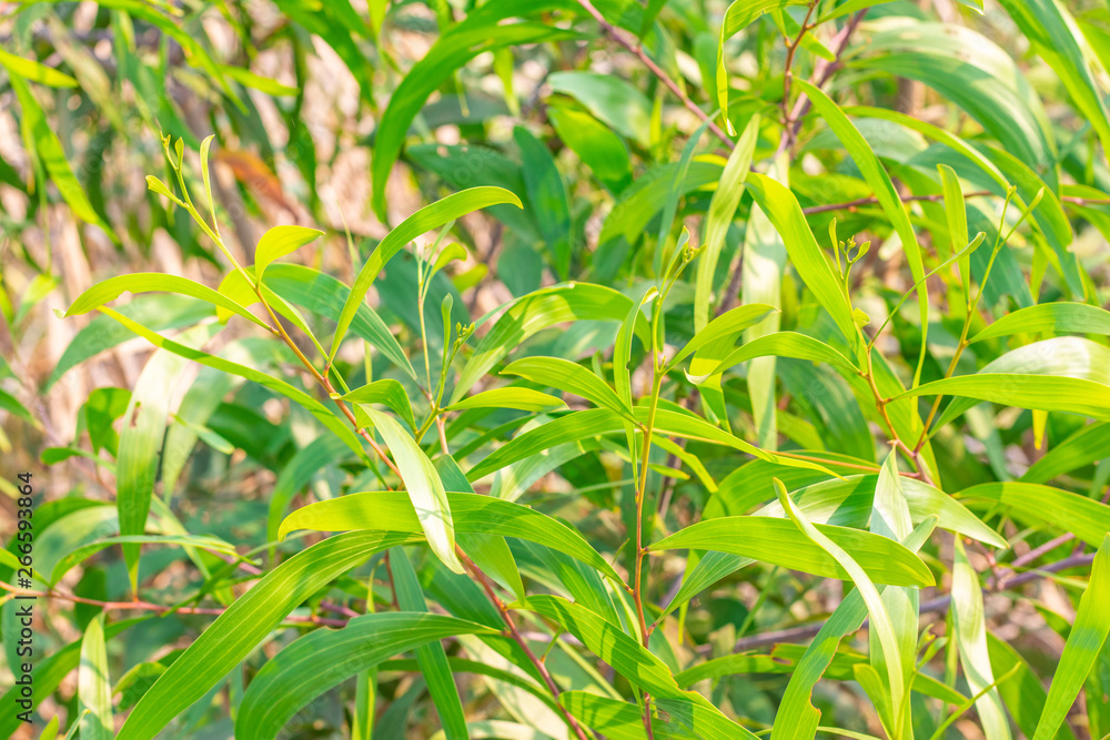 Acacia Mangium Willd fresh green leaves background in tropical forest Acacia Mangium Willd fresh green leaves background in tropical forest