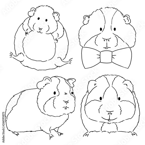 Sketches of different guinea pigs sketches on white background. Set of drawn guinea pigs by free hand.