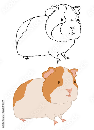 Standing guinea pig illustration on white background. Vector art of hand drawn little cute cavy. Different sketches of small rodents.