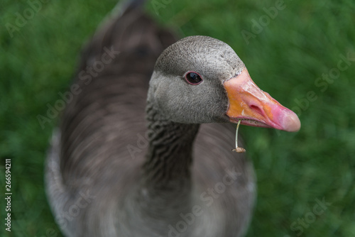 Greylag goose with blade of grass in its beak, close up.