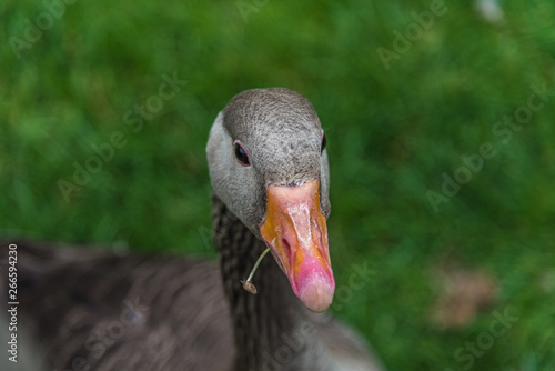 Greylag goose with blade of grass in its beak, close up.