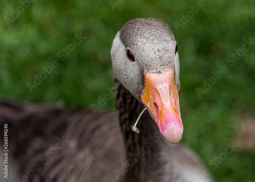 Greylag goose with blade of grass in its beak, close up.