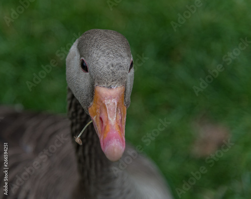 Greylag goose with grass in its beak, soft focus background.