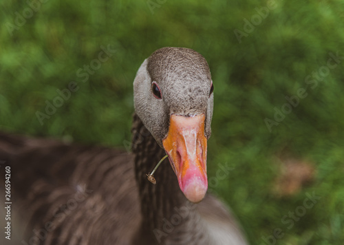 Greylag goose. Goose looking right, soft focus background.