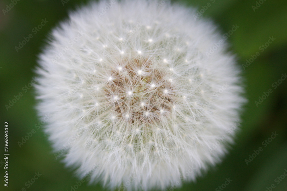 Close up of a dandelion blossom with copy space Close up of a dandelion blossom with copy space