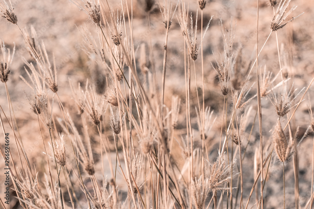 Fototapeta premium Beautiful dry soft and bright flowers of Swollen finger grass (Chloris Barbata) are growing in grassland in dry season as nature background and backdrop