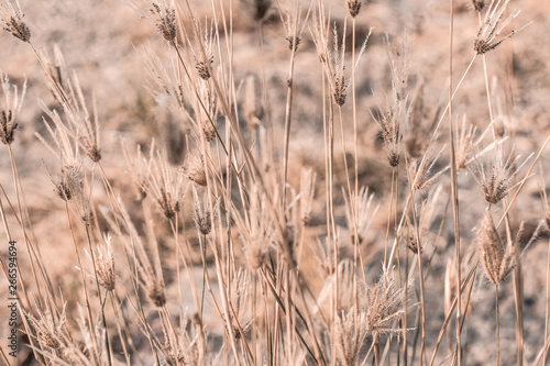 Beautiful dry soft and bright flowers of Swollen finger grass (Chloris Barbata) are growing in grassland in dry season as nature background and backdrop