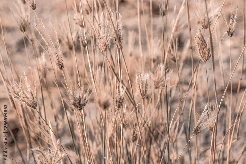 Fototapeta premium Beautiful dry soft and bright flowers of Swollen finger grass (Chloris Barbata) are growing in grassland in dry season as nature background and backdrop