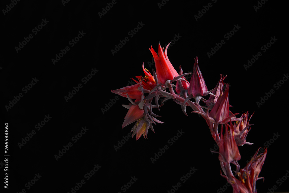 Flowers of the Echeveria Afterglow succulent plant Flowers of the Echeveria Afterglow succulent plant