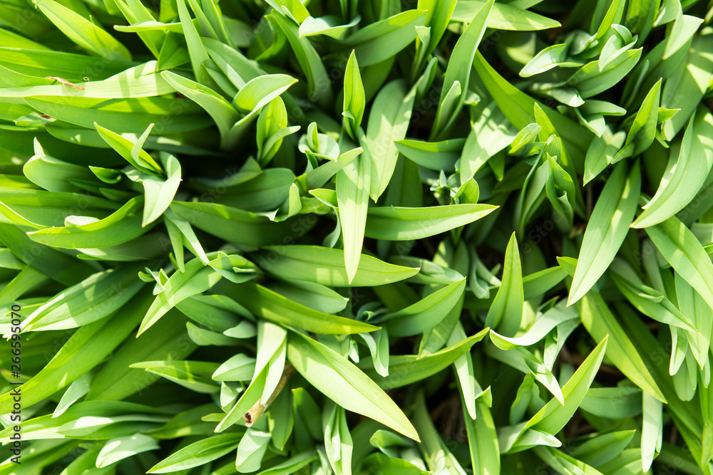 Fototapeta premium fresh green grass background top view