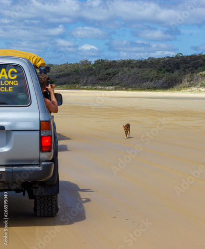 Fototapeta Naklejka Na Ścianę i Meble -  trourist taking pictures of a Dingo out of the car, on the beach in Great Sandy National Park, Fraser Island Waddy Point, QLD, Australia