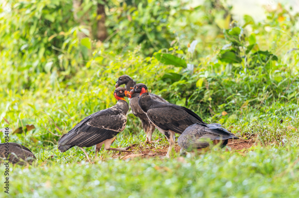 custom made wallpaper toronto digitalKing vulture, Sarcoramphus papa, large bird found in Central and South America. Flying bird, forest in the background. Wildlife scene from tropic nature. Red head bird. Condor with open wing, Panama