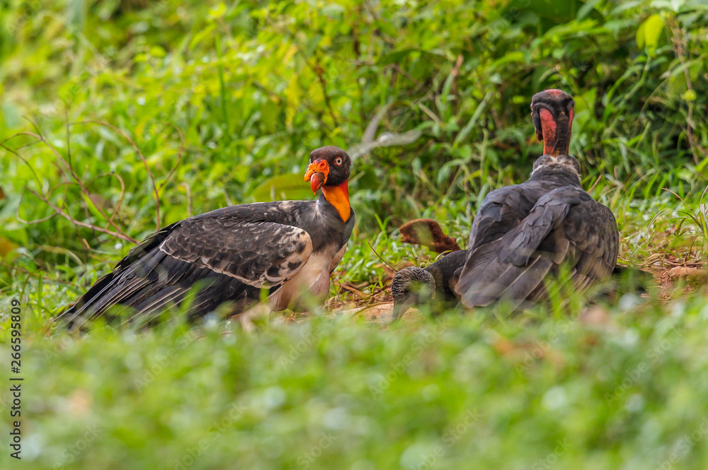 King vulture, Sarcoramphus papa, large bird found in Central and South America. Flying bird, forest in the background. Wildlife scene from tropic nature. Red head bird. Condor with open wing, Panama King vulture, Sarcoramphus papa, large bird found in Central and South America. Flying bird, forest in the background. Wildlife scene from tropic nature. Red head bird. Condor with open wing, Panama