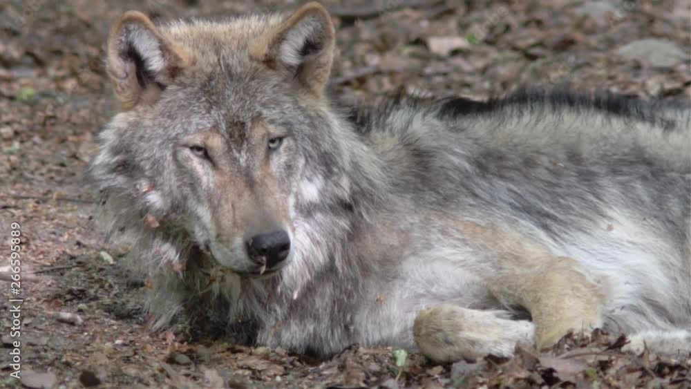 Lazy European wolf, Canis lupus, resting in a sunny forest, looking at the camera. Lazy European wolf, Canis lupus, resting in a sunny forest, looking at the camera.