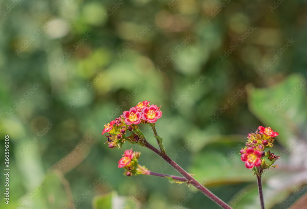 Closeup little and small red flowers on the inflorescence of the Bellyache bush (Jatropha Gossypifolia) are blossoming with leaves on tree in the tropical forest Closeup little and small red flowers on the inflorescence of the Bellyache bush (Jatropha Gossypifolia) are blossoming with leaves on tree in the tropical forest