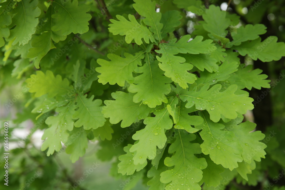 Young oak green leaves with raindrops background Young oak green leaves with raindrops background