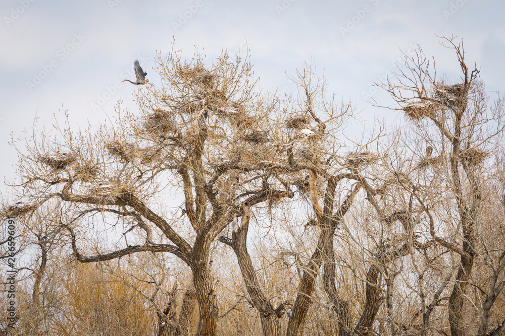 Fototapeta premium Great Blue Heron Rookery